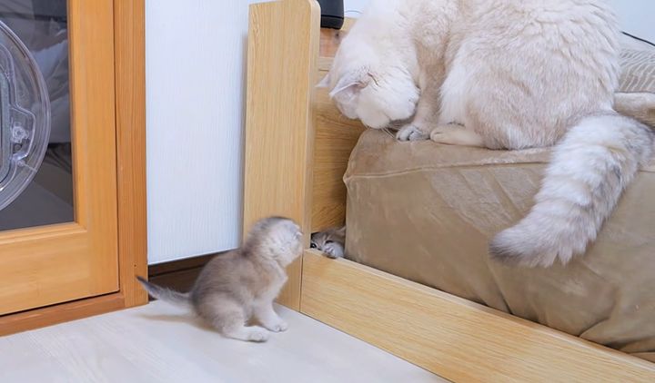 穴にハマった子猫を心配するパパ猫