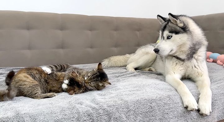 子猫達の喧嘩を初めて目撃したハスキー犬