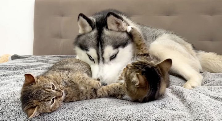 子猫達の喧嘩を仲裁するハスキー犬