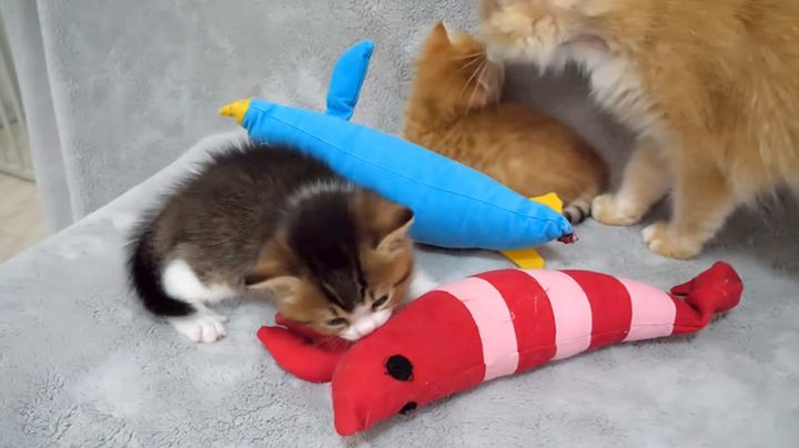 エビと遊ぶ子猫
