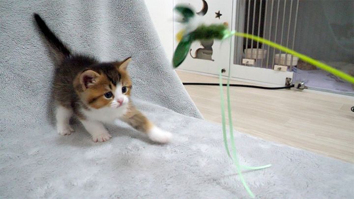 初めてのオモチャにビビっちゃう子猫