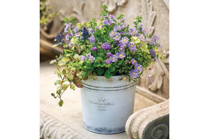 こんもり可愛い！【ホワイト＆パープルの花の寄せ植え】失敗知らずの色合わせを人気ガーデナーが伝授