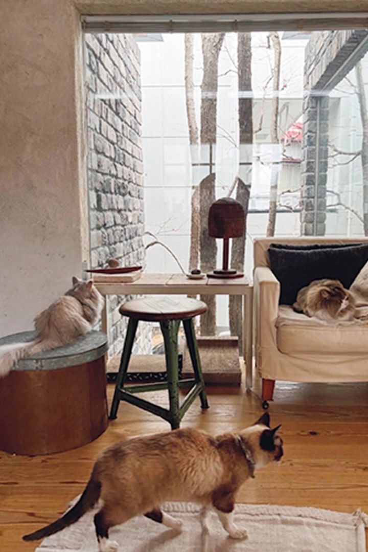 3 匹の猫を飼っています