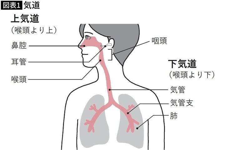 【図表】気道