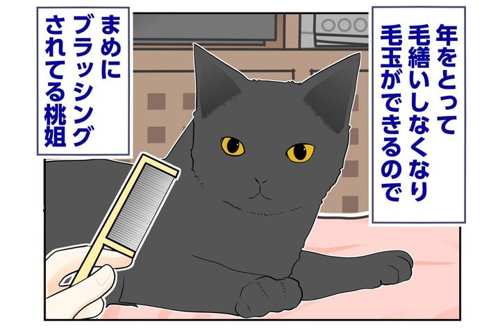【マンガ・老猫日誌＃59】桃姐とうとう覚醒？〜19歳の元保護猫・桃姐
