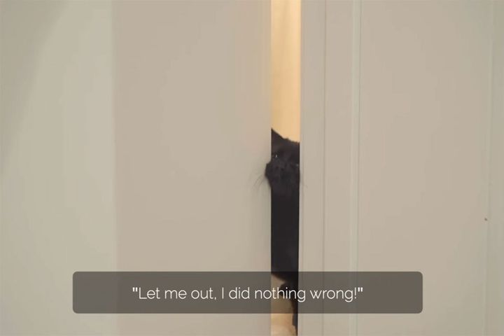 最初に登場するのは黒猫のレオ！挟まって「ニャーン」と鳴いています。かわいい…！