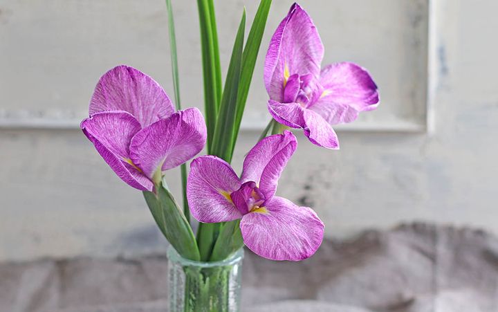ハナショウブの二番花