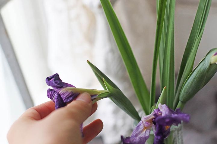 しおれた花を摘む