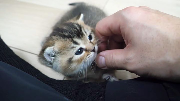 ナデナデされる子猫