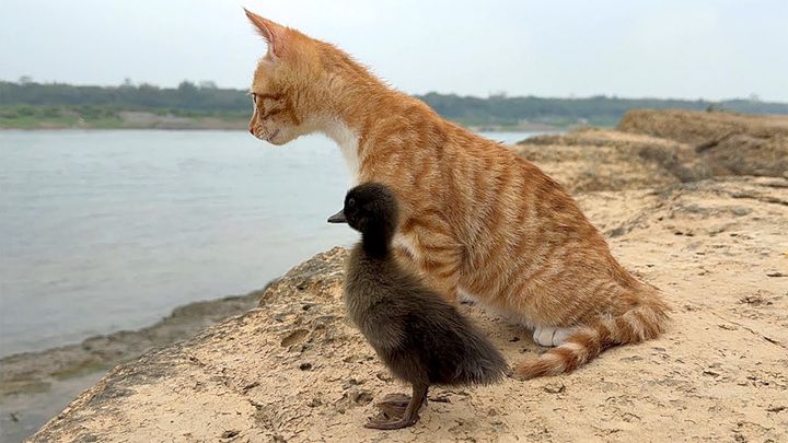 一緒に野生を生き抜く子猫のヒナ