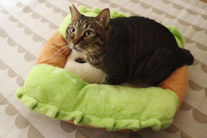 ペットベッド ホットドッグ 愛猫