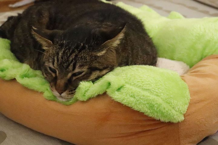 ペットベッド ホットドッグ 愛猫の寝姿