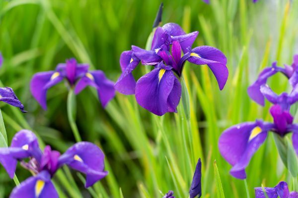 花菖蒲の花