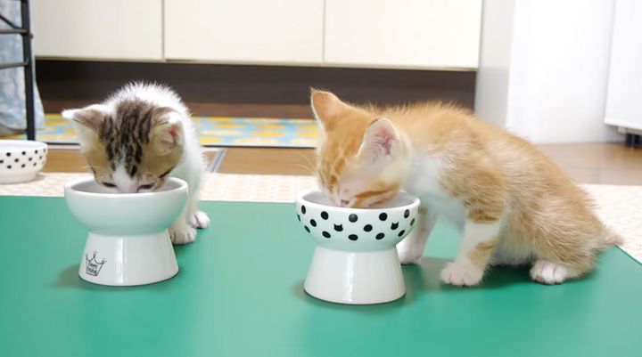 ご飯を食べる子猫達