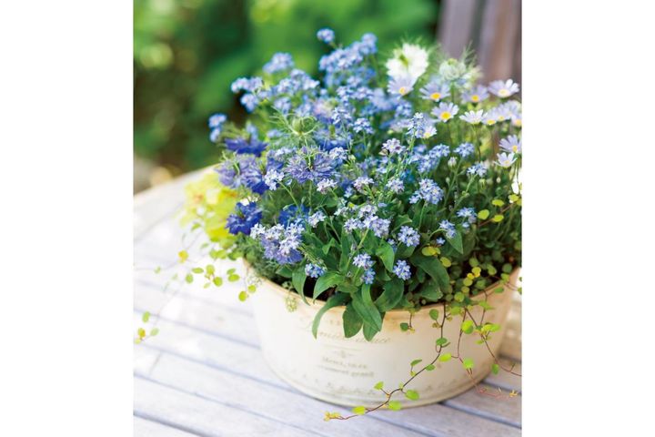 春の花が成長する姿も楽しい【ピンク＆ブルーの花の寄せ植え】人気ガーデナー土谷ますみさんが提案