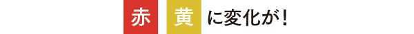 赤・黄に変化が！