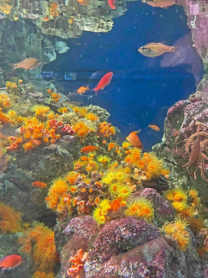 年間パスポートを持っている新江ノ島水族館の美しいサンゴ。