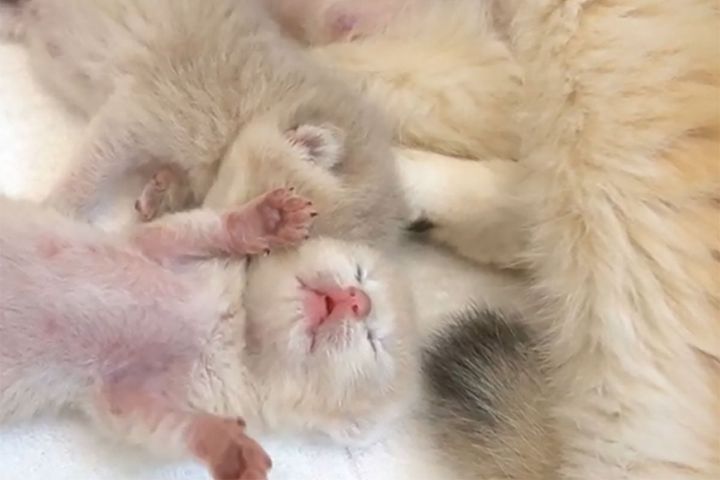 ミルクを飲んでお腹いっぱいの子猫たち…すやすや眠っている様子に癒やされます！