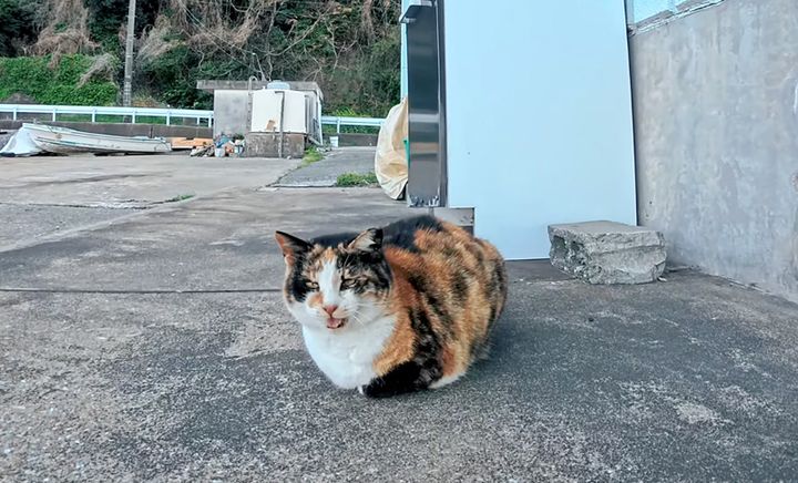 漁港の三毛猫