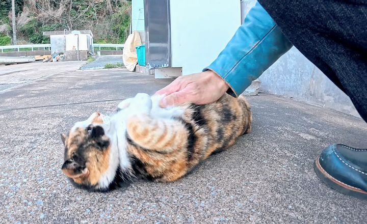 ゴロンゴロン転がる猫