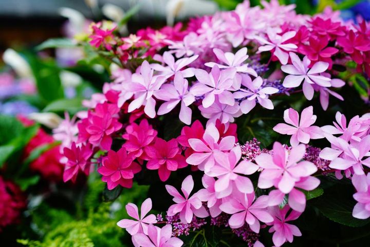 アジサイを買ったら最初にすることは？植え替え・水やり・剪定で“来年も咲く”育て方【ガーデニング】