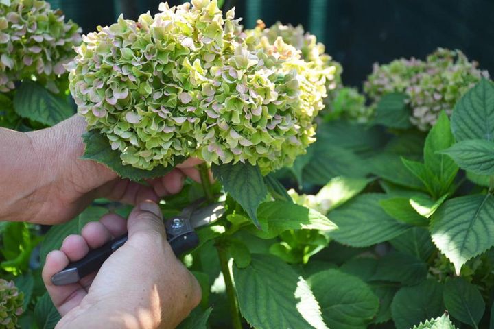 花後の剪定