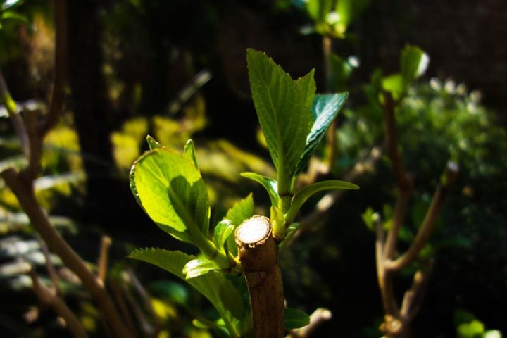 切った位置から脇芽が伸びる