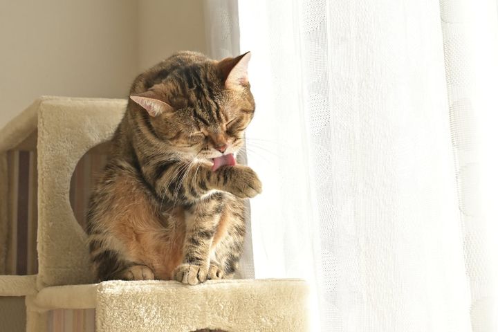 猫を飼うとゴキブリがいなくなるのは本当？