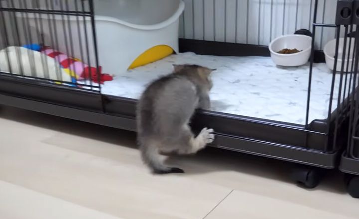 寝床に帰る子猫