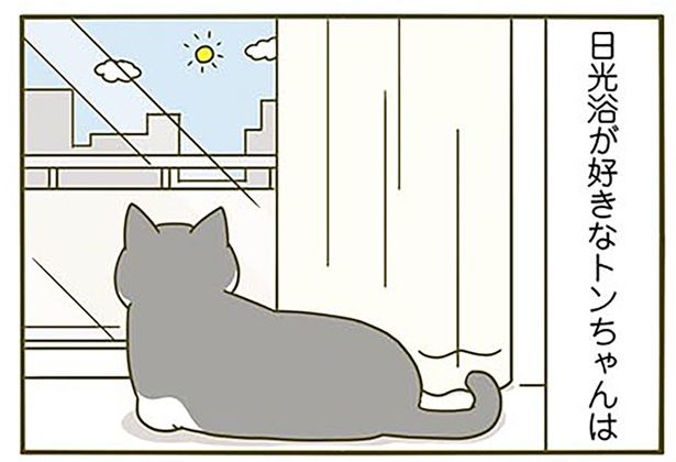 日光浴をしている猫 （C）卵山玉子／KADOKAWA