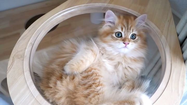 透明ボウルに入った子猫