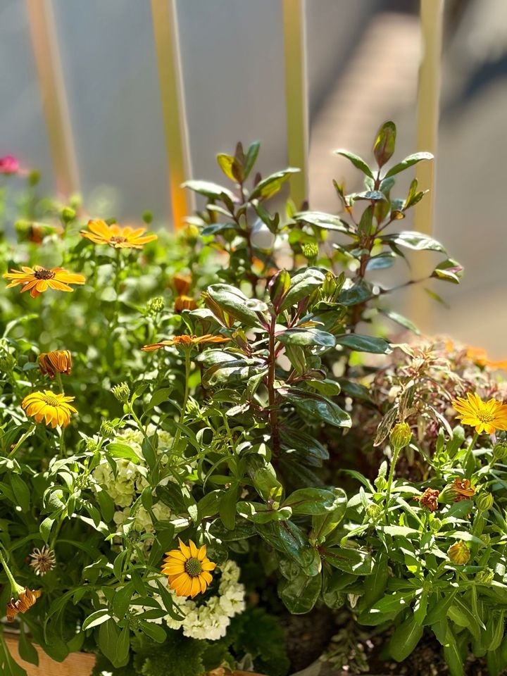 【ベランダ寄植え】初心者が大量に花苗をもらってしまった結果