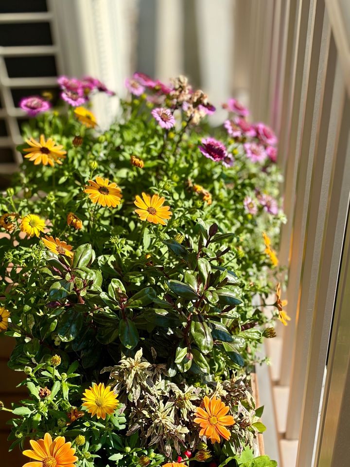 【ベランダ寄植え】初心者が大量に花苗をもらってしまった結果