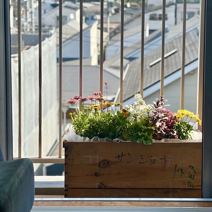 【ベランダ寄植え】初心者が大量に花苗をもらってしまった結果