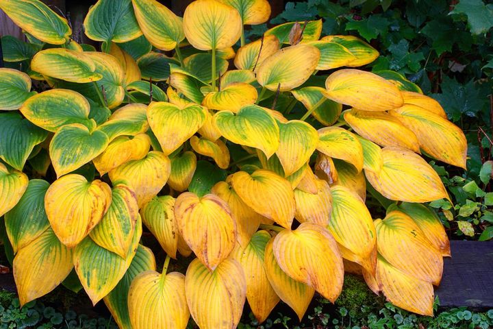 秋の紅葉（黄葉）