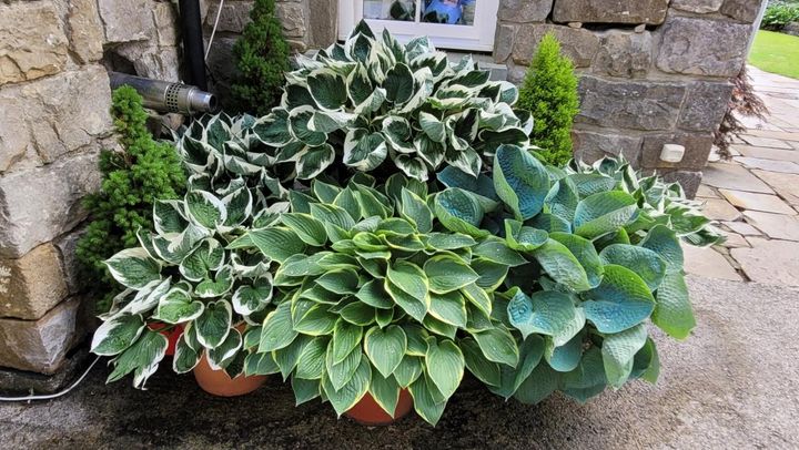鉢植えの品種コレクション