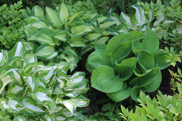 植えっぱなしで毎年きれい！ギボウシ（ホスタ）で庭が見違える理由と人気5選［多年草］