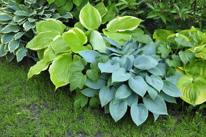 地植えのコレクション