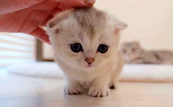 撫でられた子猫