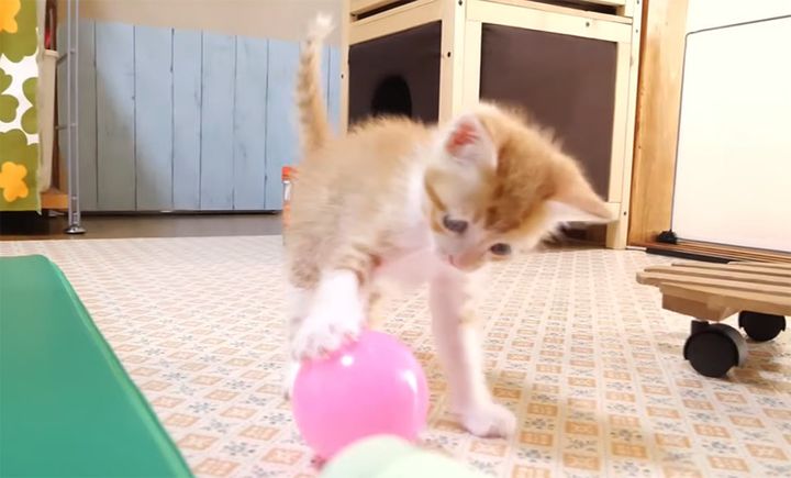 遊び回る子猫