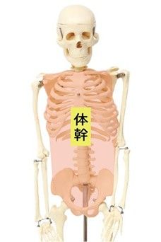 ボディコントロールの司令塔「体幹」の役割とは?