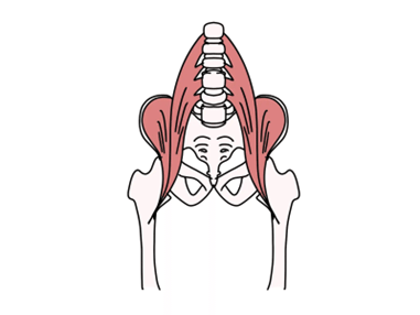 「腸腰筋」は体幹と四肢をつなぐインナーマッスル