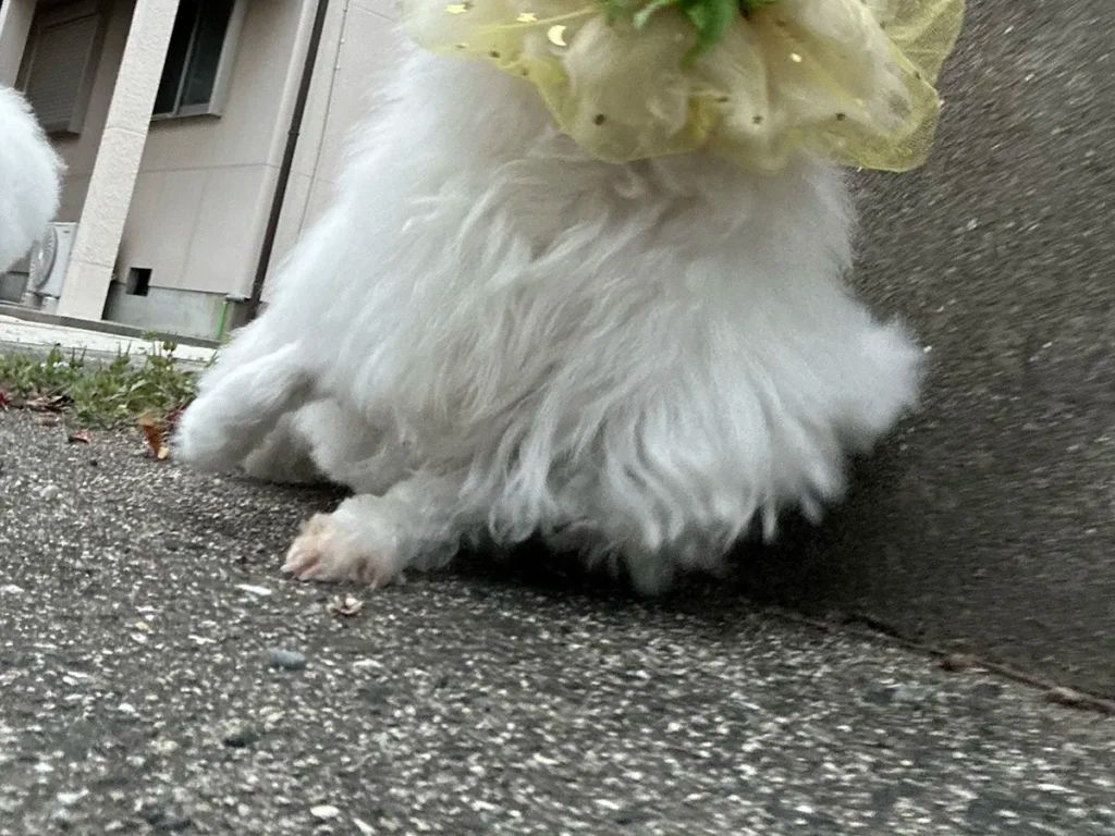 犬との楽しい散歩を守る拾い食い防止ネットの話