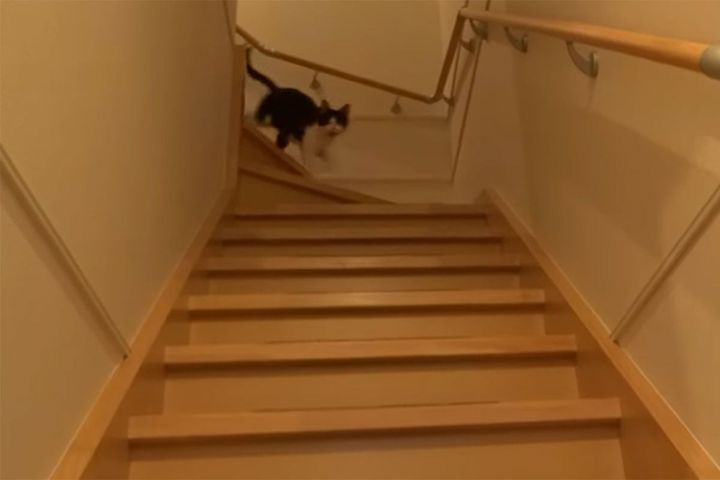 飼い主が3日ぶりの帰宅すると…真っ先に階段を駆け下りてくる猫さん！！