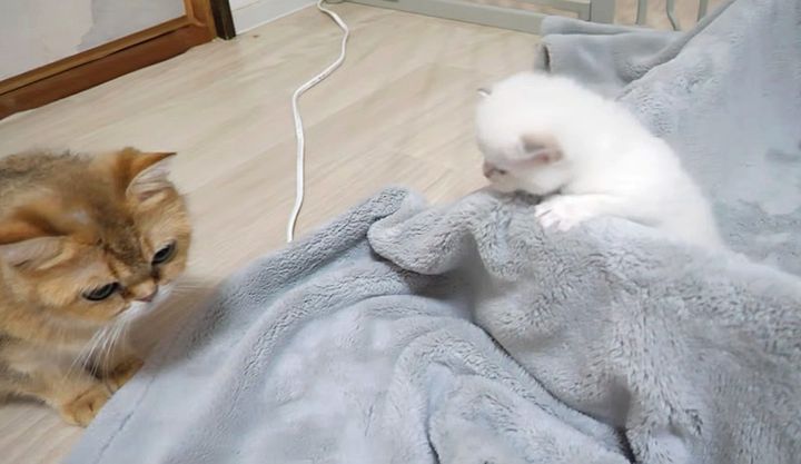 ママ猫のところに行きたい子猫