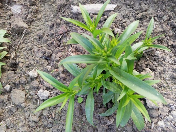 切り戻して植え替えた株から脇芽が伸びる