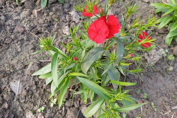 1カ月半ほどで開花