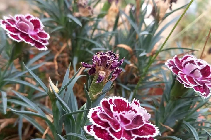 咲き終わった花がら