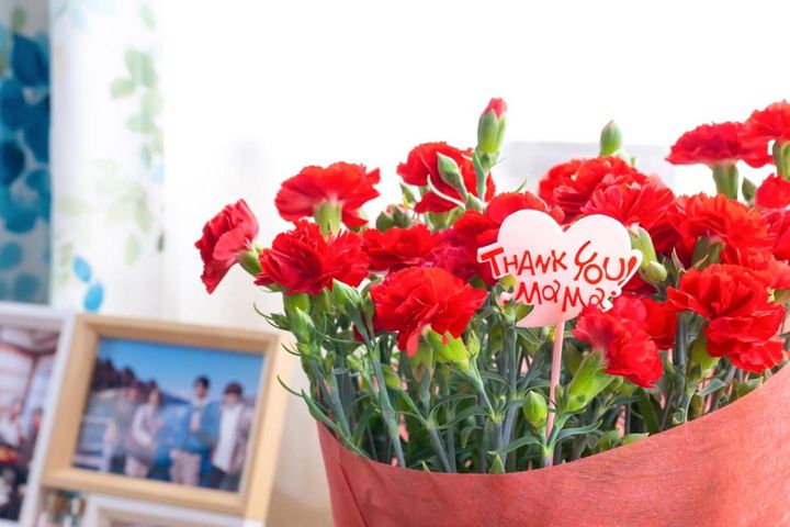 母の日のカーネーション、実は多年草！切り戻しと植え替えで二番花＆来年も咲かせるコツ