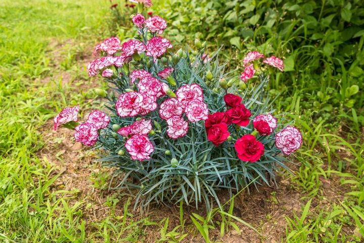 色違いの品種を集めた植栽